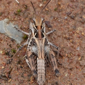 Oedaleus australis at Hall, ACT - 7 Dec 2024 11:39 AM