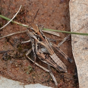 Oedaleus australis at Hall, ACT - 7 Dec 2024 11:39 AM