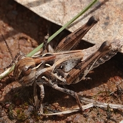 Oedaleus australis at Hall, ACT - 7 Dec 2024 11:39 AM