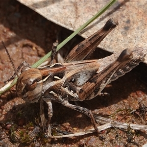 Oedaleus australis at Hall, ACT - 7 Dec 2024 11:39 AM