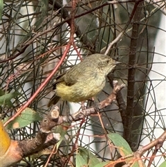 Acanthiza reguloides (Buff-rumped Thornbill) at Hackett, ACT - 5 Dec 2024 by Louisab