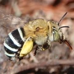 Amegilla (Zonamegilla) asserta (Blue Banded Bee) at Hall, ACT - 10 Dec 2024 by Anna123