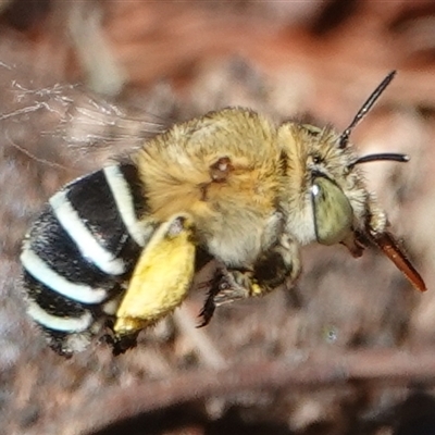 Amegilla (Zonamegilla) asserta (Blue Banded Bee) at Hall, ACT - 10 Dec 2024 by Anna123