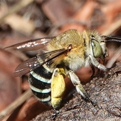 Amegilla (Zonamegilla) asserta at Hall, ACT - 10 Dec 2024