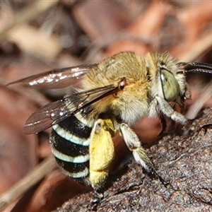 Amegilla (Zonamegilla) asserta at Hall, ACT - 10 Dec 2024