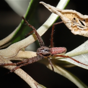 Unidentified Other hunting spider at Paddys River, ACT by TimL