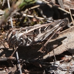 Oedaleus australis (Australian Oedaleus) at Hall, ACT - 8 Dec 2024 by Anna123