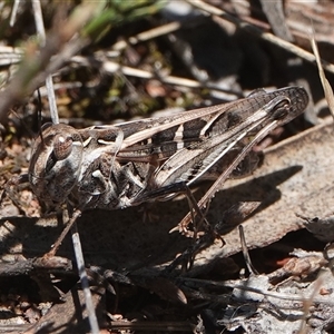 Oedaleus australis at Hall, ACT - 8 Dec 2024