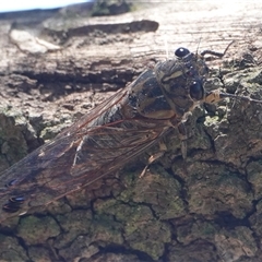 Galanga labeculata (Double-spotted cicada) at Hall, ACT - 8 Dec 2024 by Anna123