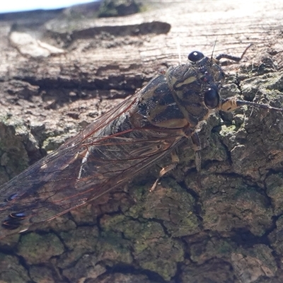 Galanga labeculata (Double-spotted cicada) at Hall, ACT - 8 Dec 2024 by Anna123