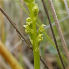 Microtis parviflora (Slender Onion Orchid) at Gunning, NSW - 23 Oct 2024 by RobG1