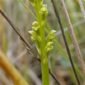 Microtis parviflora (Slender Onion Orchid) at Gunning, NSW by RobG1