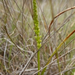 Microtis parviflora at Gunning, NSW - suppressed