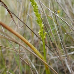 Microtis parviflora at Gunning, NSW - 23 Oct 2024