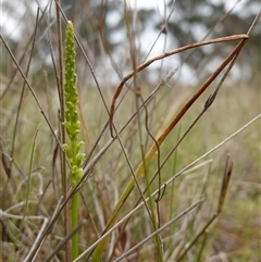 Microtis parviflora at Gunning, NSW - 23 Oct 2024