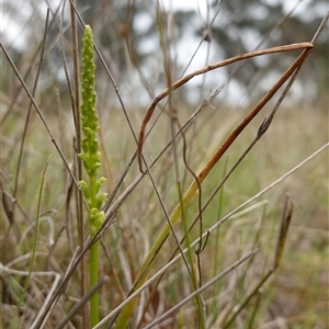 Microtis parviflora at Gunning, NSW - suppressed