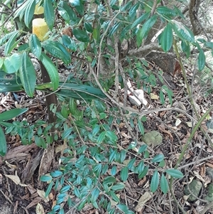 Syzygium australe at Pappinbarra, NSW - 13 Dec 2024