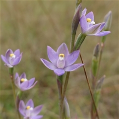 Thelymitra peniculata (Blue Star Sun-orchid) at Gunning, NSW - 23 Oct 2024 by RobG1