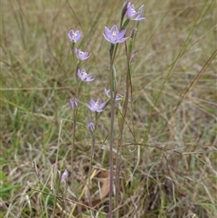 Thelymitra peniculata at Gunning, NSW - 23 Oct 2024