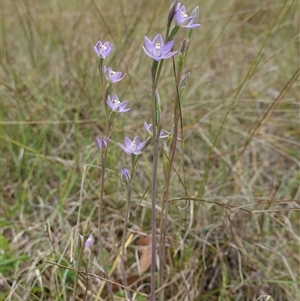 Thelymitra peniculata at Gunning, NSW - 23 Oct 2024