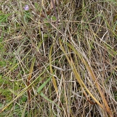 Thelymitra peniculata at Gunning, NSW - suppressed