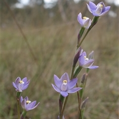 Thelymitra peniculata at Gunning, NSW - 23 Oct 2024