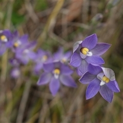 Thelymitra peniculata at Gunning, NSW - 23 Oct 2024