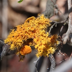 Teloschistes sp. (genus) (A lichen) at Hall, ACT by Anna123