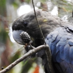 Calyptorhynchus lathami lathami (Glossy Black-Cockatoo) at Wingello, NSW - 2 Dec 2015 by GITM1