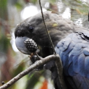 Calyptorhynchus lathami lathami at Wingello, NSW - suppressed