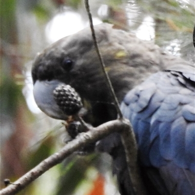 Calyptorhynchus lathami lathami (Glossy Black-Cockatoo) at Wingello, NSW - 3 Dec 2015 by GITM1