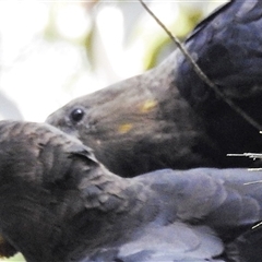 Calyptorhynchus lathami lathami at Wingello, NSW - suppressed