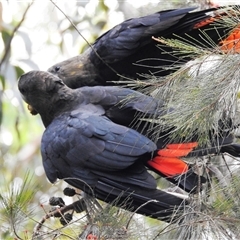 Calyptorhynchus lathami lathami at Wingello, NSW - suppressed