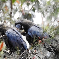 Calyptorhynchus lathami lathami at Wingello, NSW - suppressed