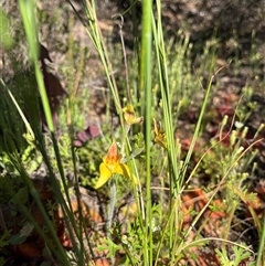 Caladenia flava (Cowslip Orchid) at Cooljarloo, WA - 12 Sep 2024 by GG