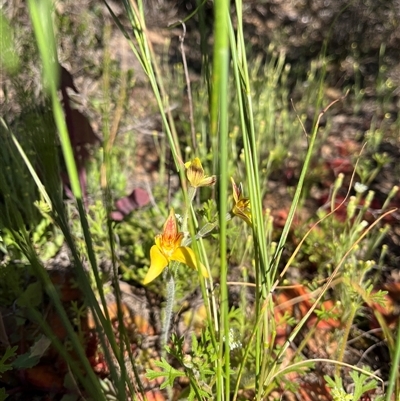 Caladenia flava (Cowslip Orchid) at Cooljarloo, WA - 12 Sep 2024 by GG