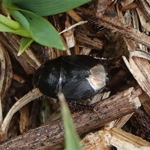 Cydnidae (family) (Burrower bug) at Hall, ACT by Anna123