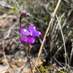 Elythranthera brunonis (Purple Enamel Orchid) at Badgingarra, WA - 12 Sep 2024 by GG