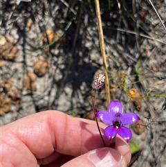 Elythranthera brunonis at Badgingarra, WA - suppressed