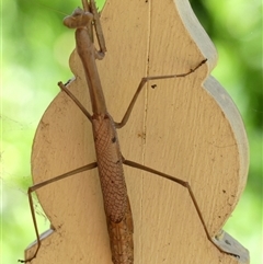 Archimantis latistyla (Stick Mantis, Large Brown Mantis) at Braemar, NSW - 12 Dec 2024 by Curiosity