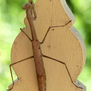 Archimantis latistyla (Stick Mantis, Large Brown Mantis) at Braemar, NSW by Curiosity