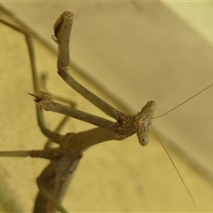 Archimantis latistyla at Braemar, NSW - 12 Dec 2024