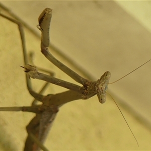 Archimantis latistyla at Braemar, NSW - 12 Dec 2024