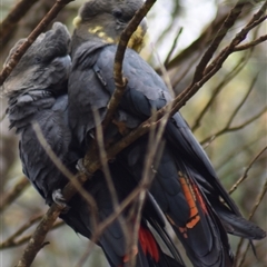 Calyptorhynchus lathami lathami (Glossy Black-Cockatoo) at Wingello, NSW - 3 Feb 2022 by GITM1