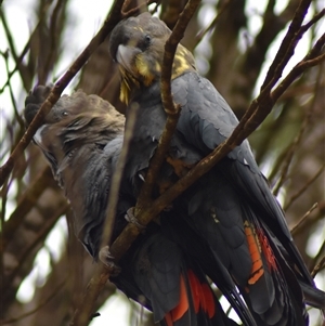 Calyptorhynchus lathami lathami at Wingello, NSW - suppressed