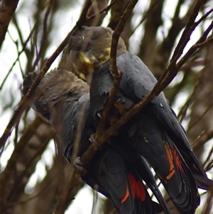 Calyptorhynchus lathami lathami at Wingello, NSW - suppressed