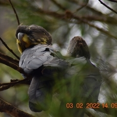 Calyptorhynchus lathami lathami at Wingello, NSW - suppressed