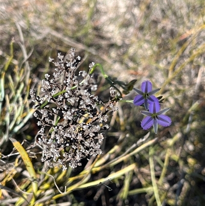 Thysanotus (Genus) (Fringe Lily) at Badgingarra, WA - 12 Sep 2024 by GG