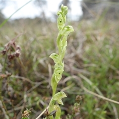 Hymenochilus cycnocephalus (Swan greenhood) at Gunning, NSW - 23 Oct 2024 by RobG1