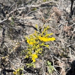 Unidentified Plant at Badgingarra, WA - 12 Sep 2024 by GG